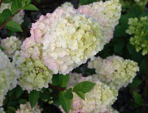 Obraz Hydrangea